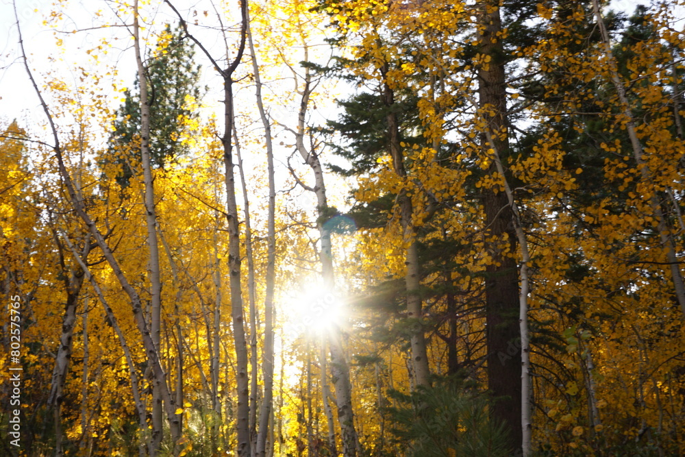 Fototapeta premium autumn in the forest