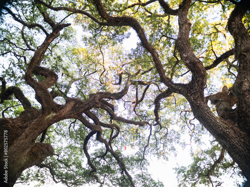 Trees in Baton Rouge