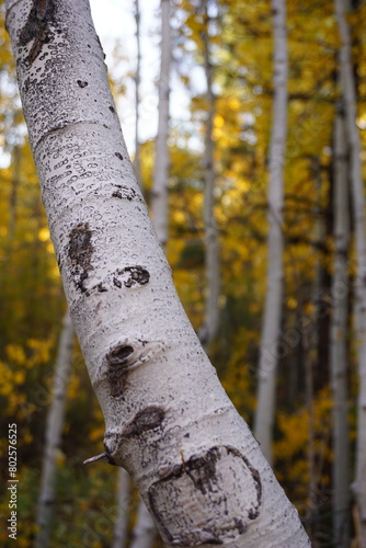 tree in autumn