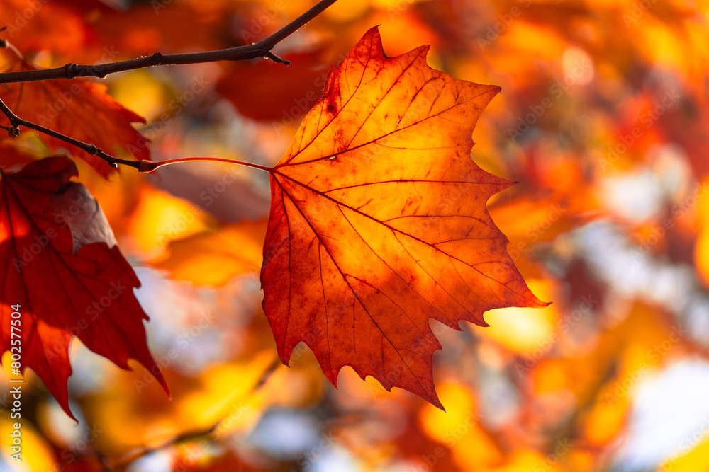 maple leaves maple leaves