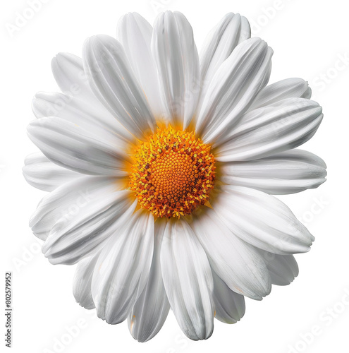 Close-up of a white daisy with a vibrant yellow center isolated on transparent background