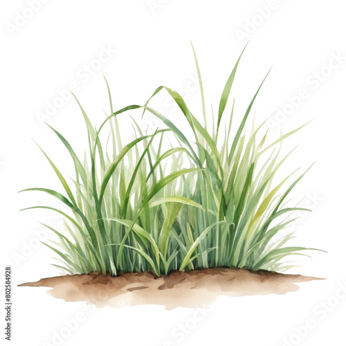 grass illustration with transparent background 