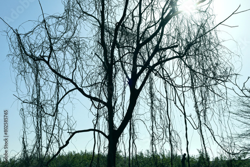 tree in the morning