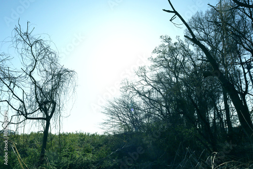 trees in the forest