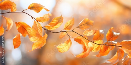 Vibrant autumn leaves on a branch