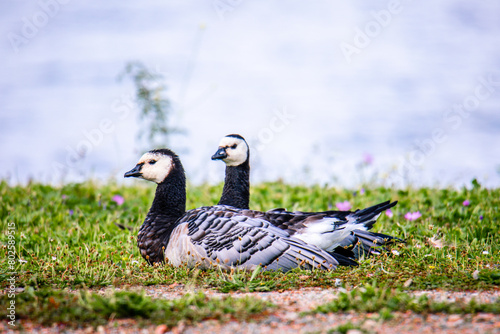 Barnacle Goose Couple photo
