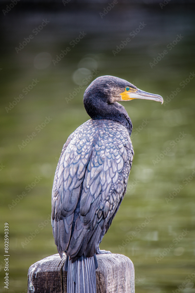 Fototapeta premium Cormorant Side View