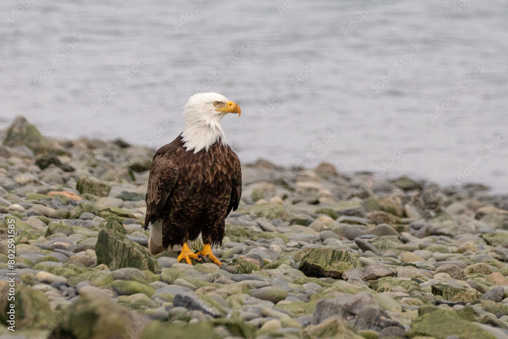 Fototapeta premium American bald eagle on rocky beach in coastal Homer Alaska United States