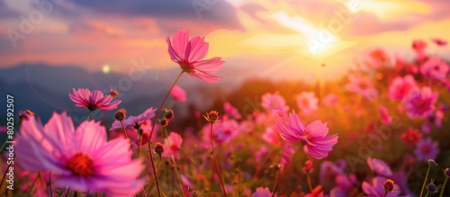 Sunset scenery featuring a stunning field of pink and red cosmos flowers against a natural landscape backdrop
