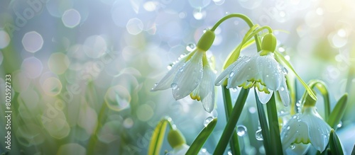 Leucojum vernum, also known as spring snowflake, is in bloom outside. photo