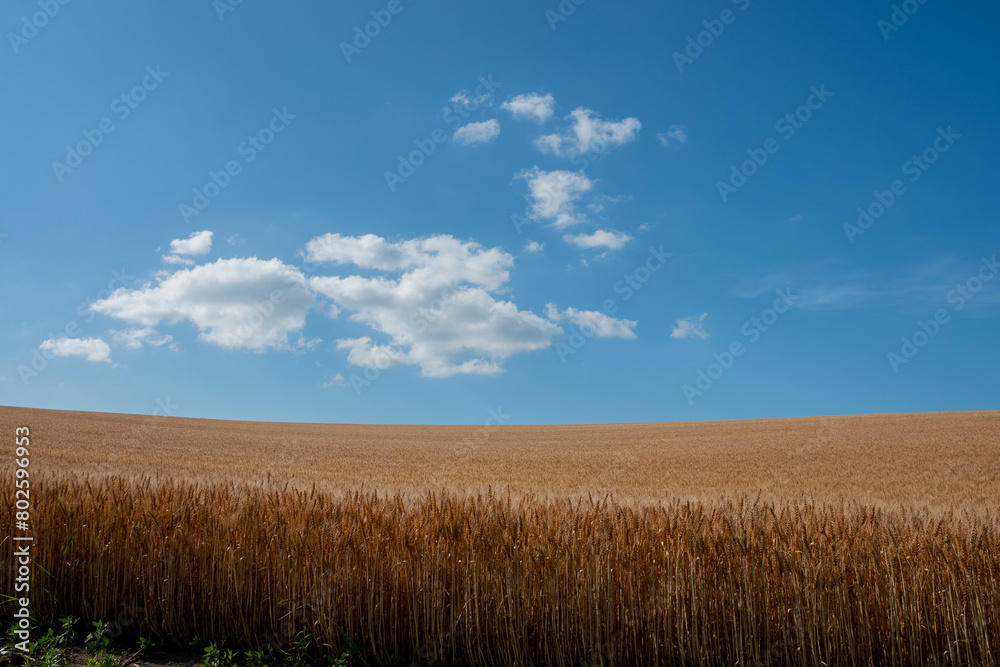 黄金色の麦畑と青空
