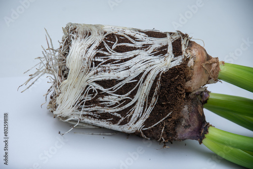Bulbs and roots of Hyacinth Flowers