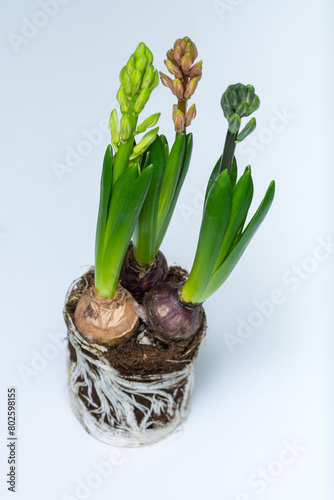 Bulbs and roots of Hyacinth Flowers