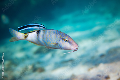 Obraz na płótnie Goatfish and cleaner wrasse swimming together in a shallow tropical reef lagoon