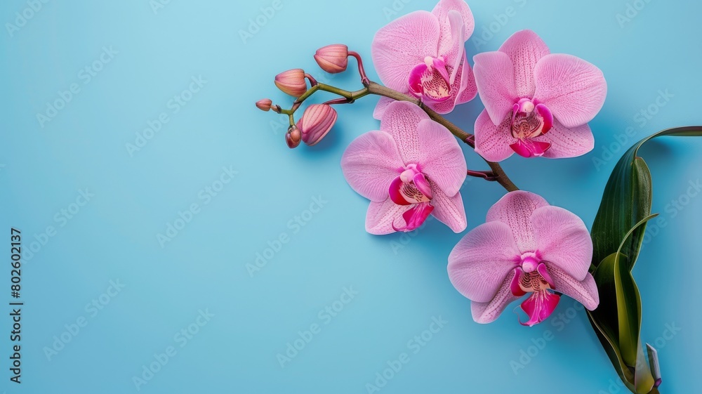 Naklejka premium A vibrant bouquet combines pink tulips and a blossoming pink orchid for a touch of spring beauty