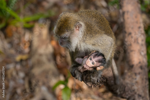 Macaques Monkey and new baby in Bornio, Asia. photo