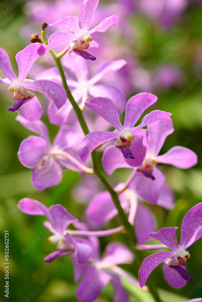 Purple orchid flowers (Ascocentrum miniatum or Vanda miniatum)