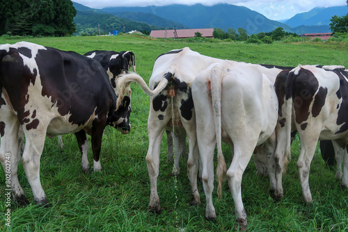 放尿する放牧中の牛
