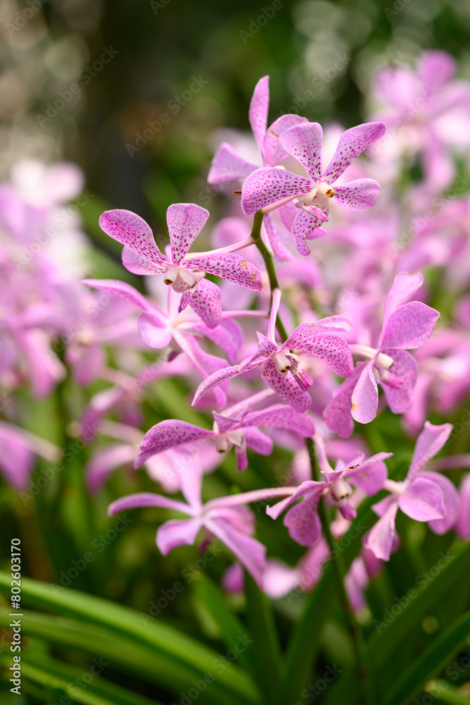 Purple orchid flowers (Ascocentrum miniatum or Vanda miniatum) Purple orchid flowers (Ascocentrum miniatum or Vanda miniatum)