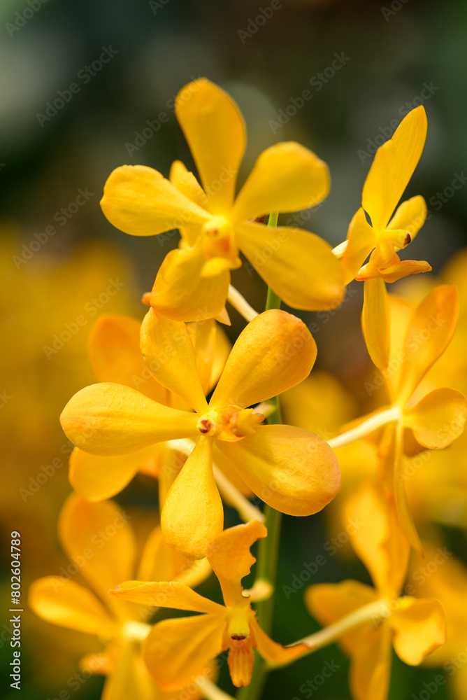 Yellow orchid flowers (Ascocentrum miniatum) Yellow orchid flowers (Ascocentrum miniatum)