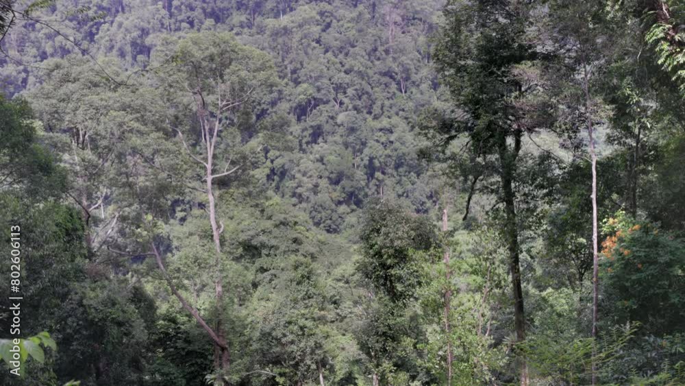 a morning view of the rainforest of gunung leuser national park on sumatra, indonesia a morning view of the rainforest of gunung leuser national park on sumatra, indonesia
