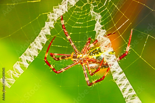 (Argiope appensa) spider on cobweb photo