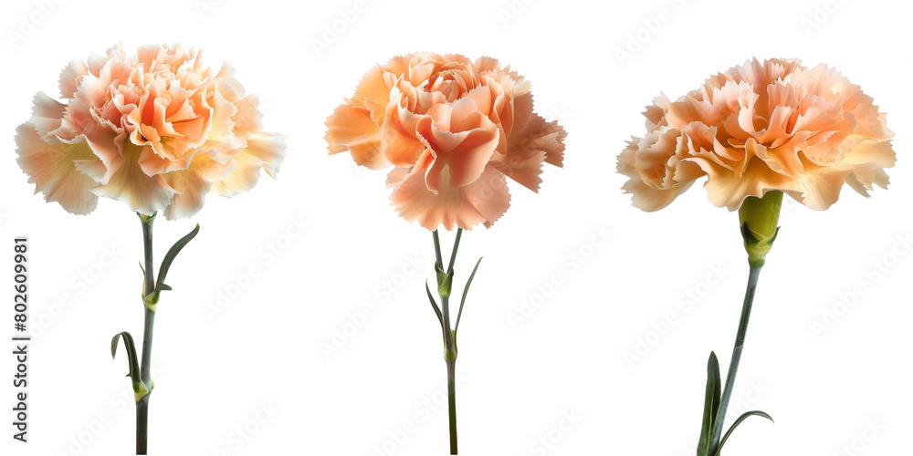 Set of apricot carnation flower branch on transparent background