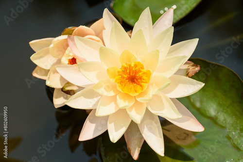 Orange water lily flower in the pond