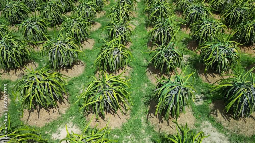 Plantation concept, farming, gardening farm harvesting. View of dragon fruit trees growing in rows in farm In Vietnam. Aerial view of dragon orchard at an organic farm. Dragon fruit, grown in heat. 4K
