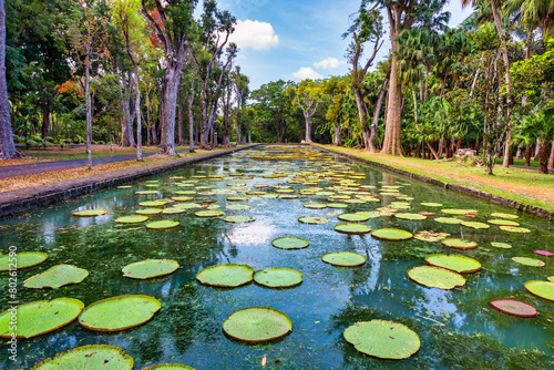 Sir Seewoosagur Ramgoolam Botanical Garden, pond with Victoria Amazonica Giant Water Lilies, Mauritius. Famous Sir Seewoosagur Ramgoolam Botanical Garden, Mauritius © daliu