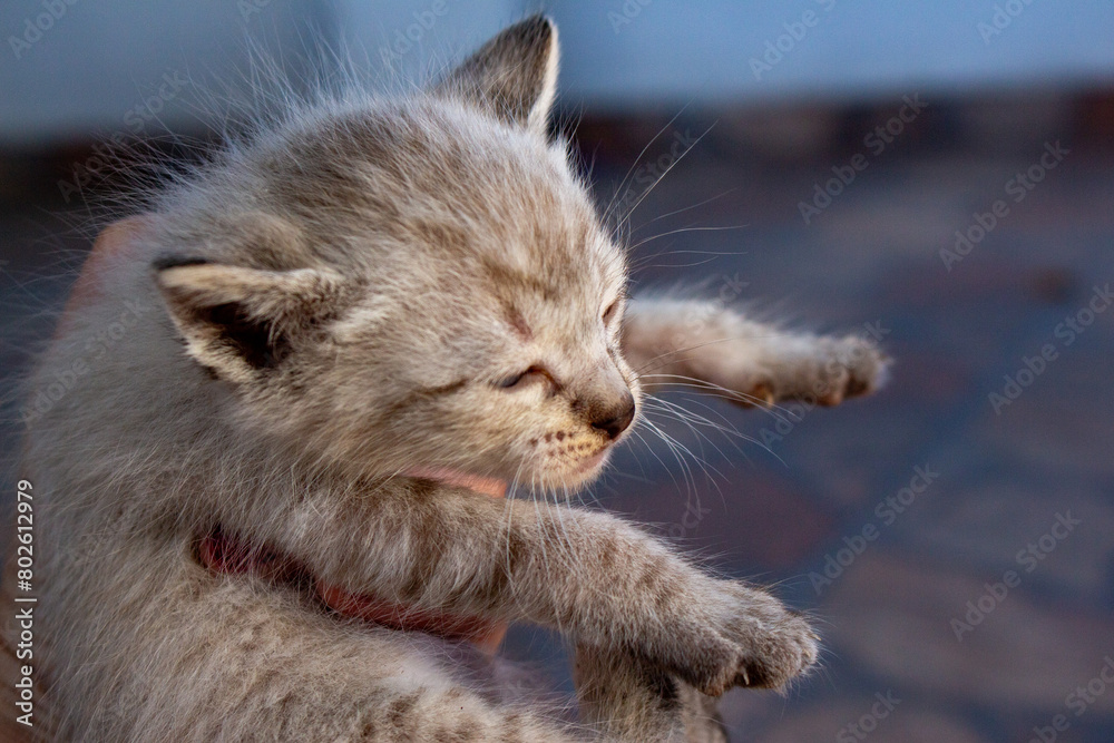 Fototapeta premium Gatinho. Gato. Filhote