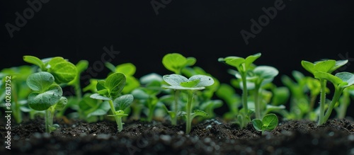 Green seedlings against a black backdrop, showcasing natural products grown in a home garden with space for text.