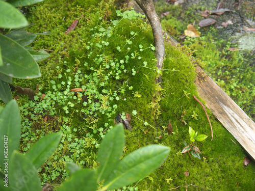 Yakushima forest undergrowth with lush green moss on the ground photo