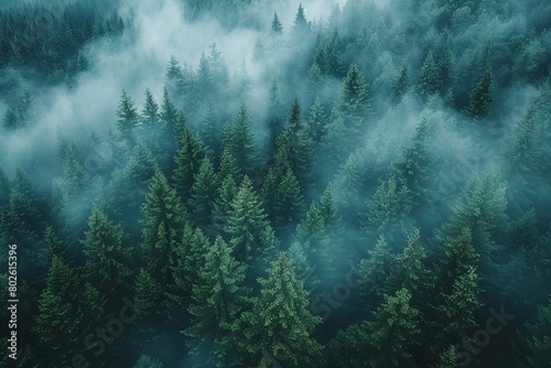"Overlooking Serene Forest: Misty Evergreen Landscape with Dense Pine Trees, Ideal for Atmospheric Backgrounds" © SC-7