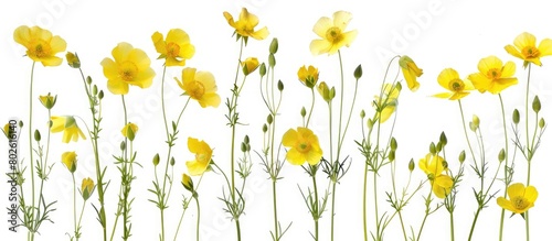 Yellow wildflowers that have been compressed and are separated on a white background. photo
