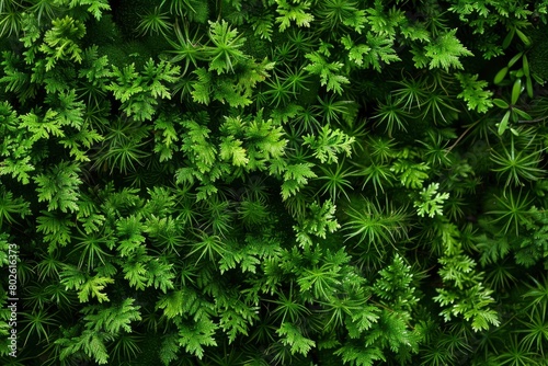 Moss background  green moss background  Green background  Moss  Background  Wallpaper  Texture - generative ai