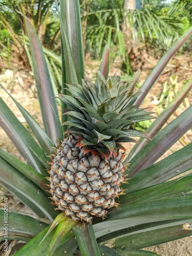 pineapple fruit in the garden