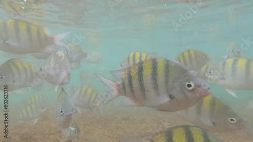 Snorkeling in a shoal in the natural pools of Porto de Galinhas Beach - Ipojuca, Pernambuco, Brazil photo