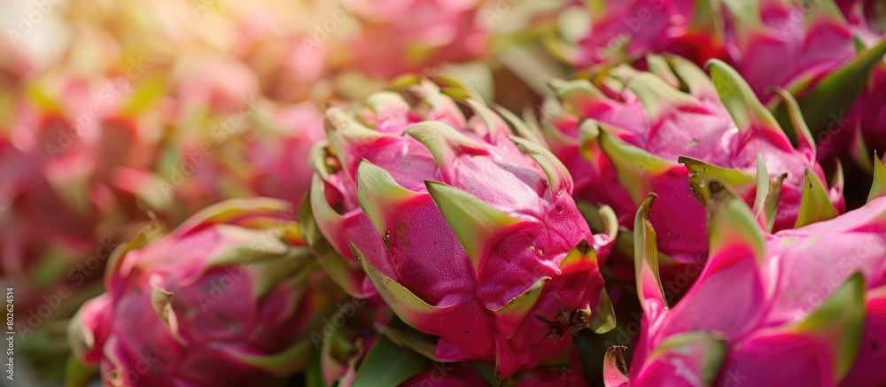 Organic dragon fruit that is fresh and ripe, also known as pitaya or pitahaya. Symbolizing exotic fruits and promoting a healthy eating lifestyle.