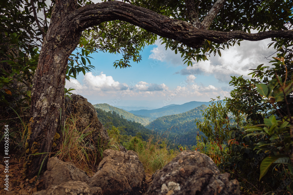 Obraz premium Alternating mountain through a forest