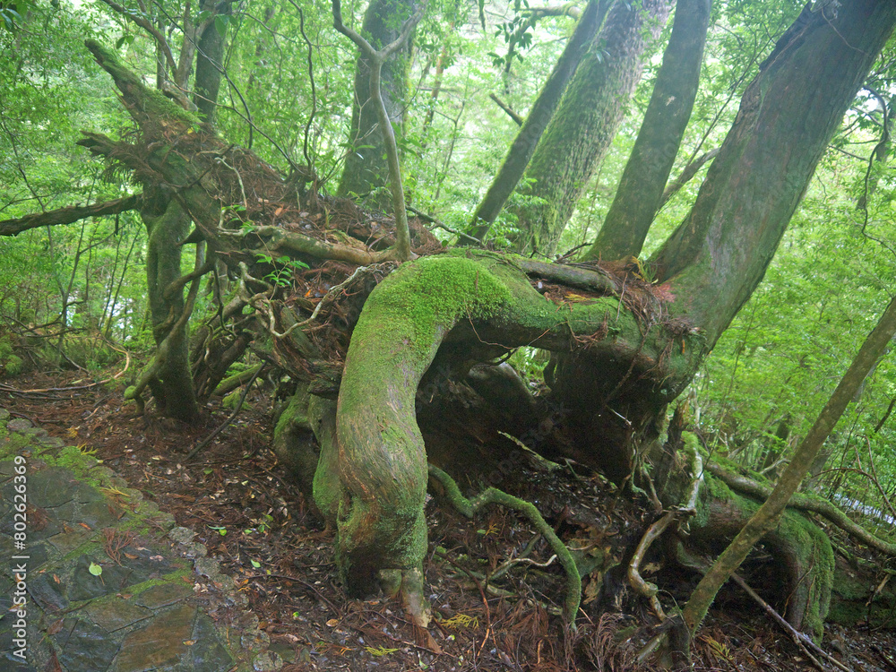 Curly old Yakusugi cedar tree in mystical green Yakushima forest