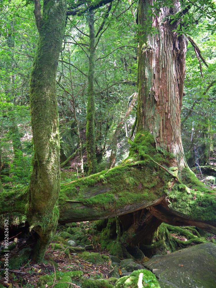 Sanbonashisugi famous Giant old Yakusugi cedar moss covered tree with air roots in mystical green Yakushima forest Sanbonashisugi famous Giant old Yakusugi cedar moss covered tree with air roots in mystical green Yakushima forest