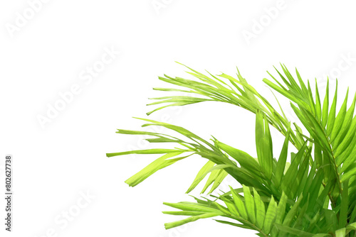 Close-up view of growing palm leaves isolated on transparent background png file.