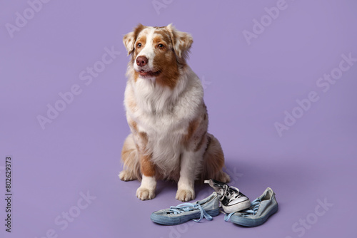 Cute Australian Shepherd dog with sneakers on purple background