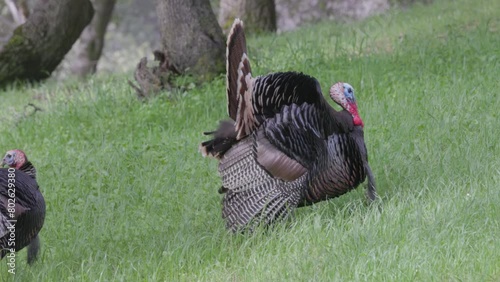 a side on view of a male wild turkey displaying on a hillside at tuttletown in california, usa photo