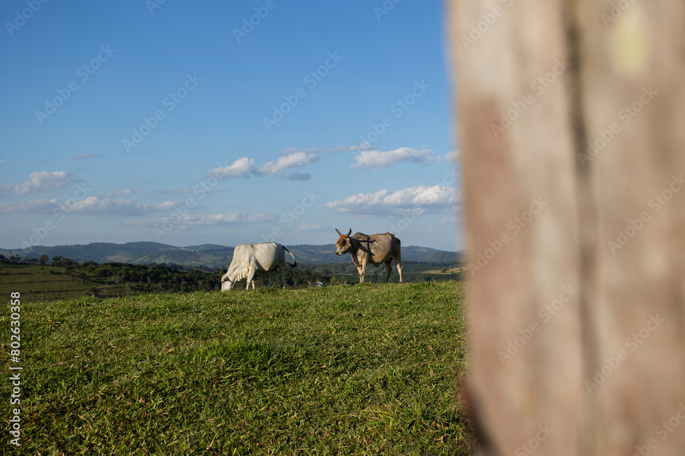 Obraz premium Gado pastando, Pecuária brasileira, Gado de corte 