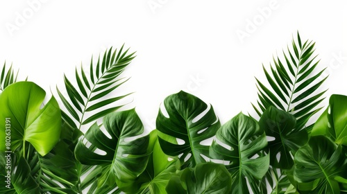 Fresh and vibrant green leaves of tropical plants isolated against a white backdrop  emphasizing natural beauty and simplicity 
