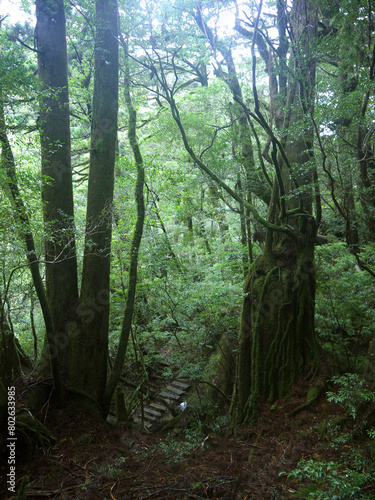 Hiking trail between two Giant old Yakusugi cedar moss covered trees in mystical green Yakushima forest