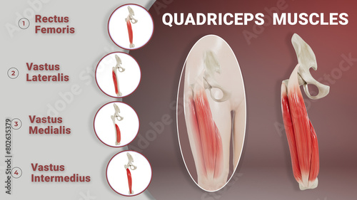 Quadriceps Muscles photo