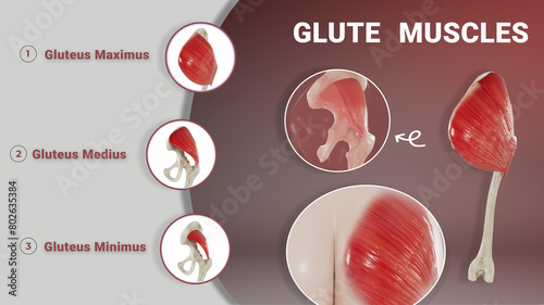 Glute Muscles photo